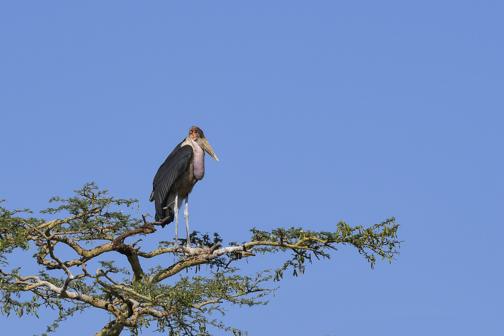 Marabou stork (Marabou Stork)