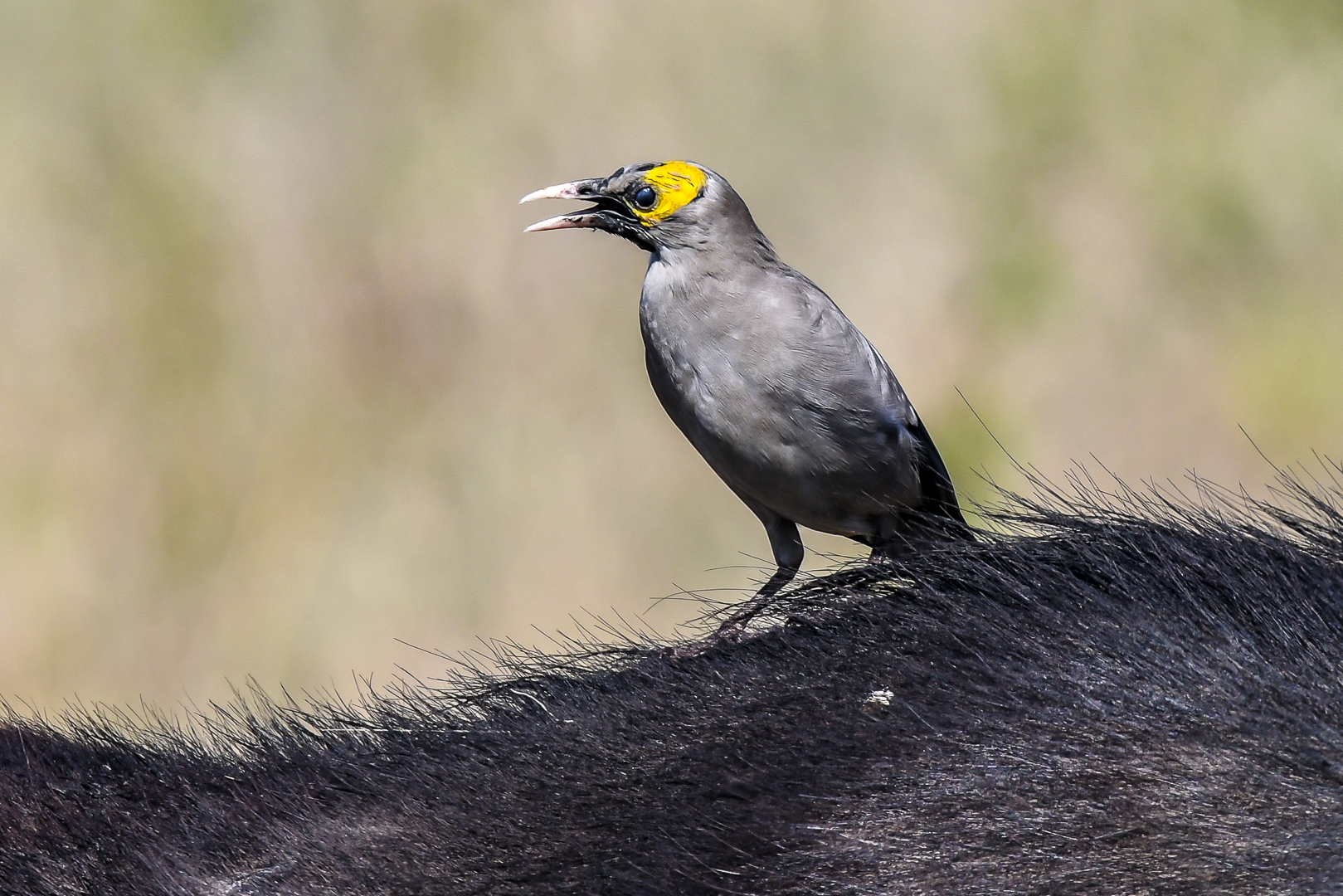 Wattled Starling (Flikstare)