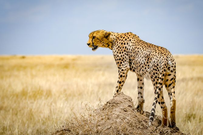Gepard, Serengeti - Tanzania