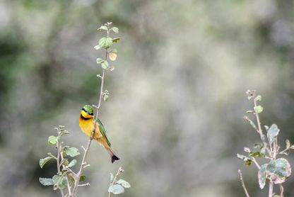 Little Bee-eater (Biätare)