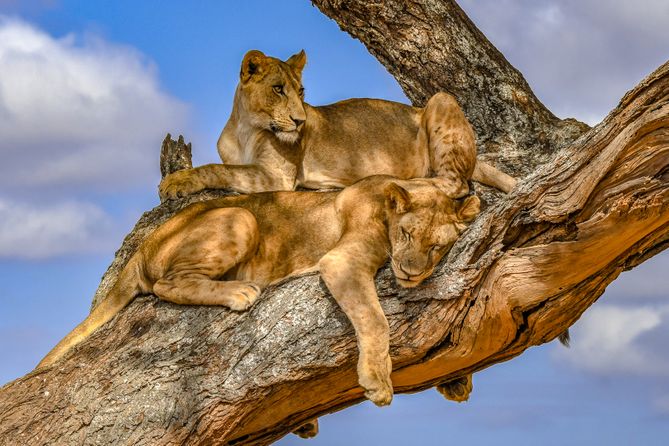 Lions resting