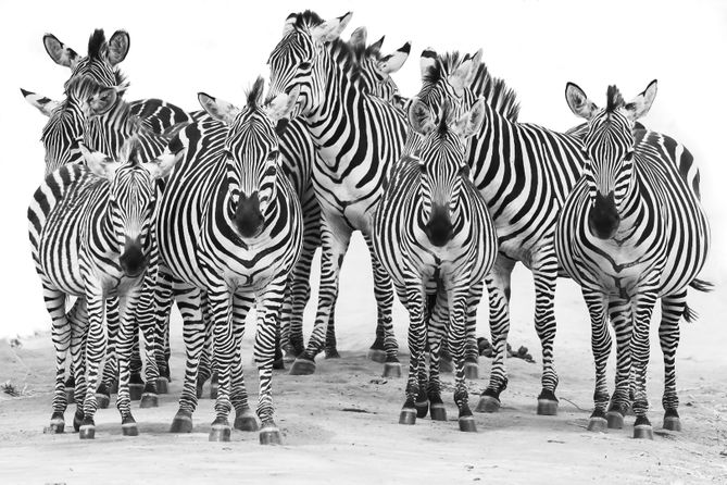 Zebras in Tarangire, Tanzania